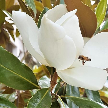 Healesville House - Magnolia House מראה חיצוני תמונה